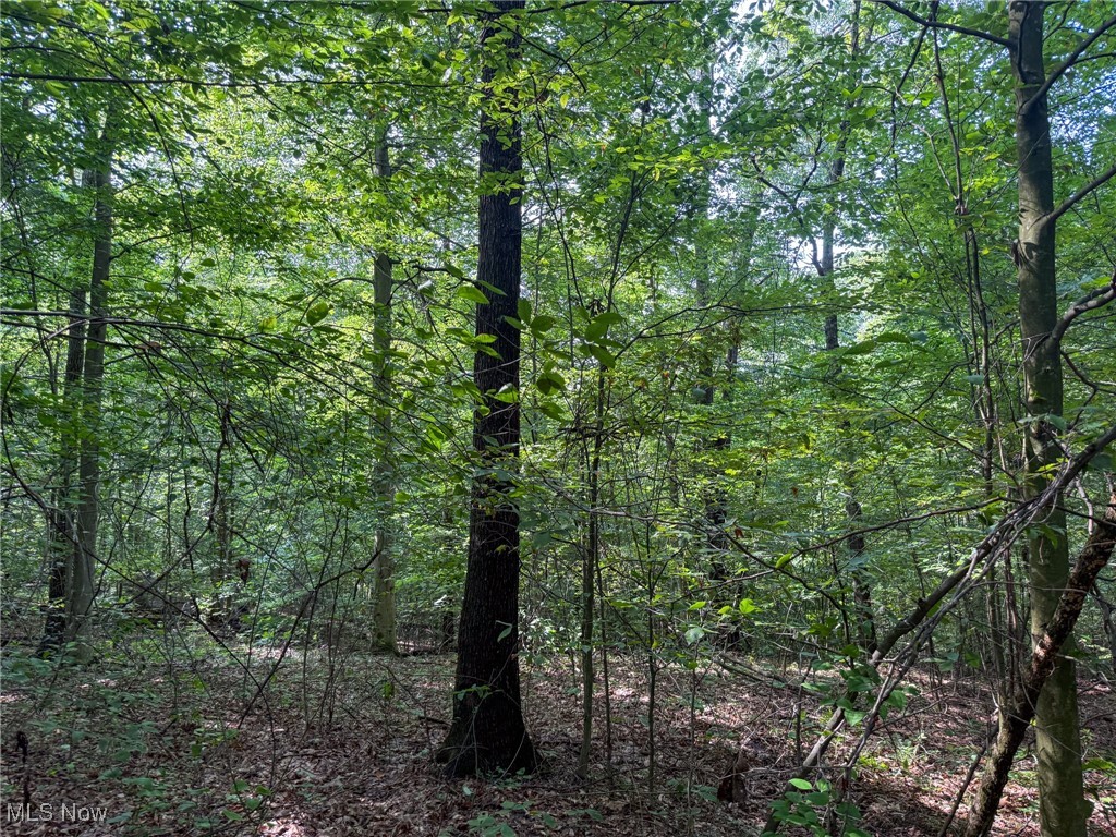 273 Twp Road Shawnee, OH 43782 - Photo 20 of 27 View of wooded area