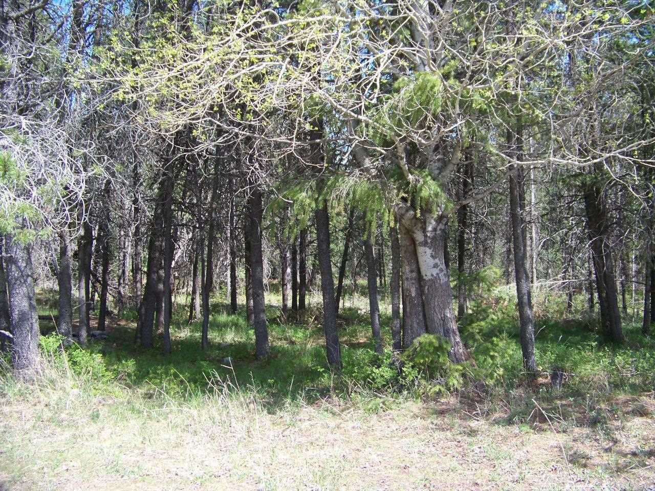 L3 Spring Valley Road Newport, WA 99156 - Photo 15 of 19 Gallery Image 15