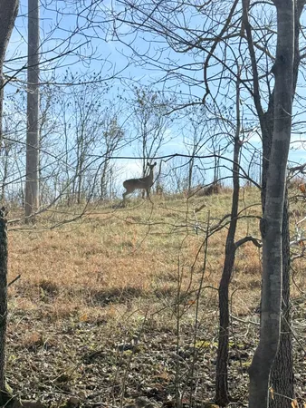 a view of empty room with green space