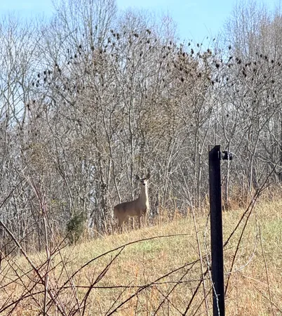 a view of a yard with a tree