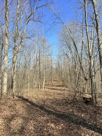 a view of a yard with trees in the background