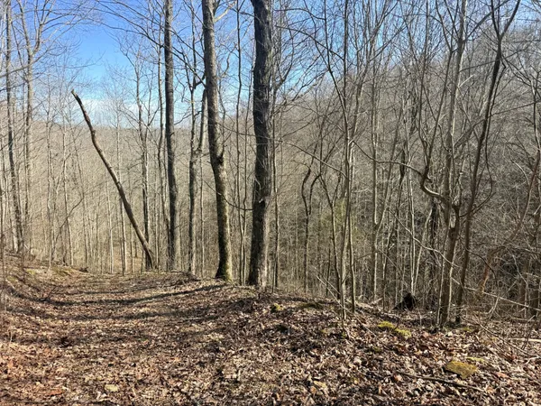 a view of a yard with trees