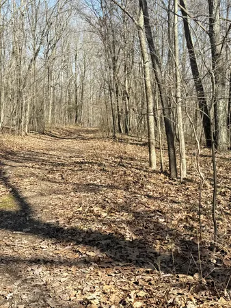 a view of dirt yard with a large tree