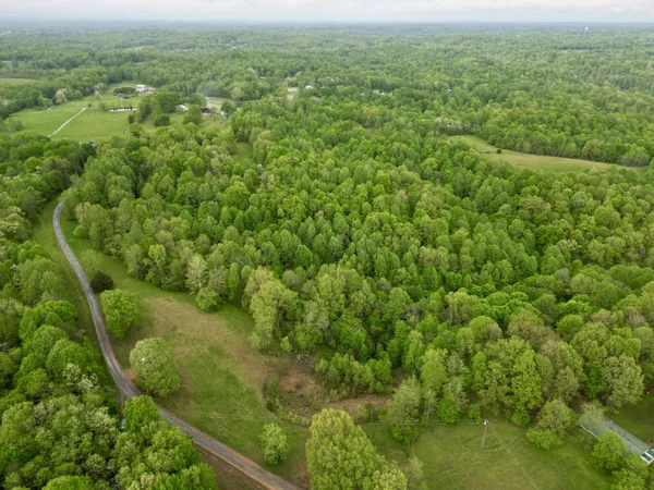 a view of a big yard with plants and large trees