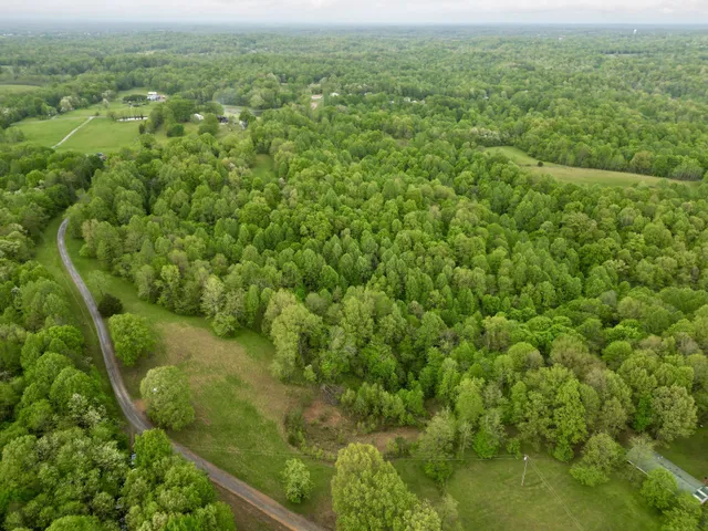 a view of a big yard with plants and large trees