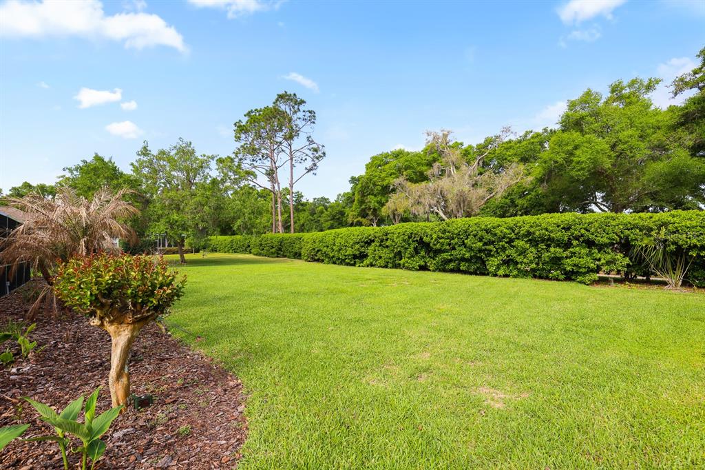 5208 Laurel Pointe Drive Valrico, FL 33596 - Photo 53 of 61 a view of a big yard with a large tree and plants