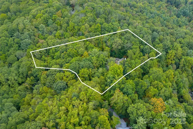 a view of a lush green forest with a tree