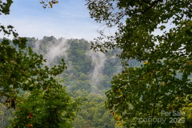 a view of a yard in a forest