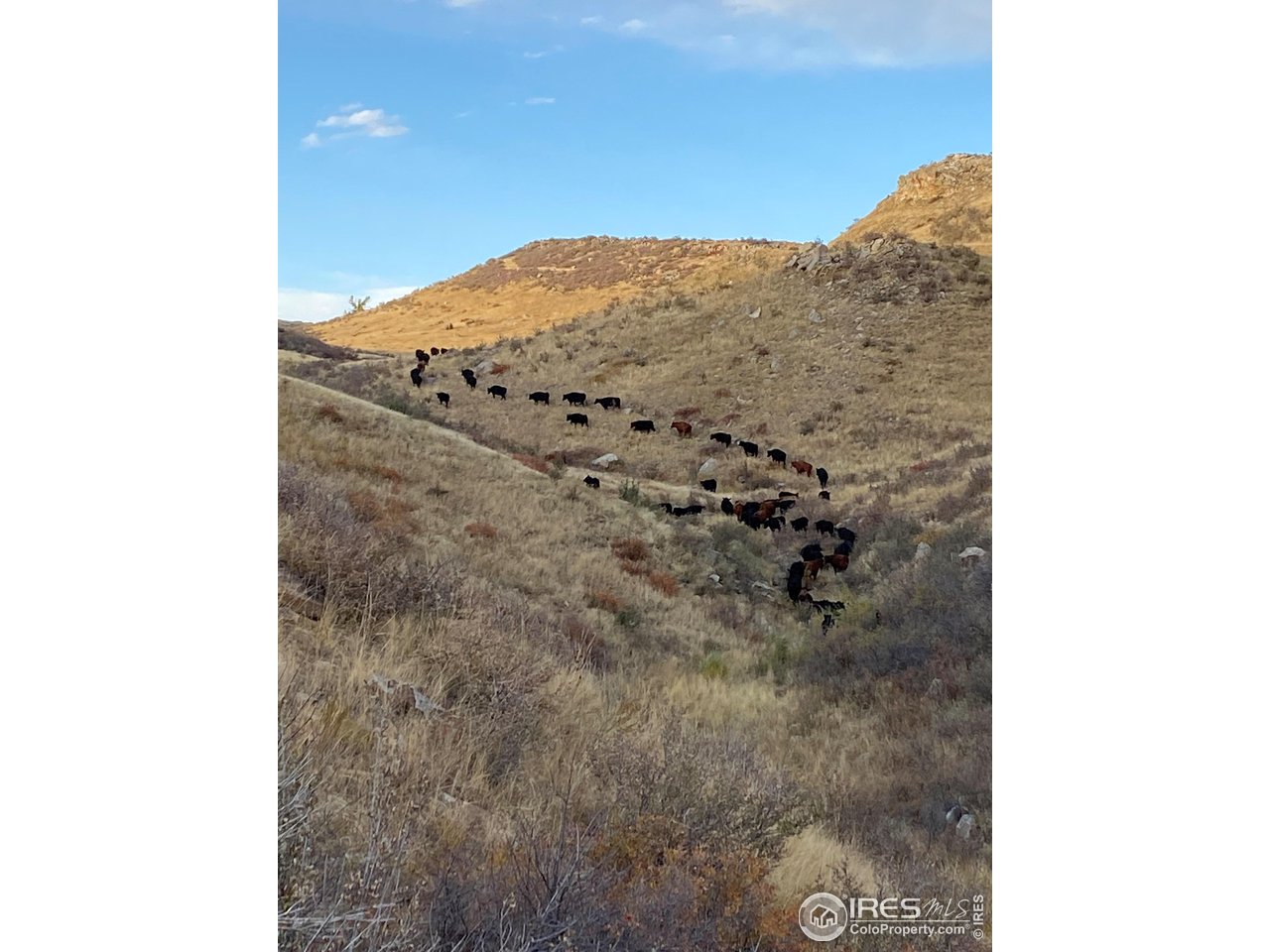 Undisclosed Address Laporte, CO 80535 - Photo 9 of 9 Trailing Cattle