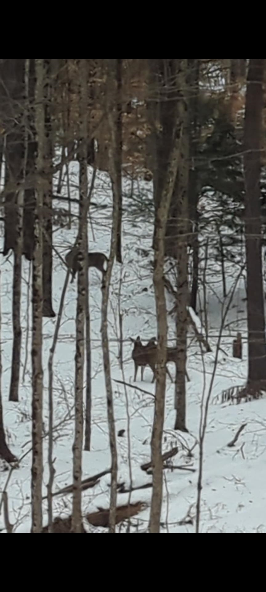 66 Old Jaffrey Road Peterborough, NH 03458 - Photo 14 of 42