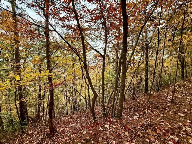 a view of a forest with trees