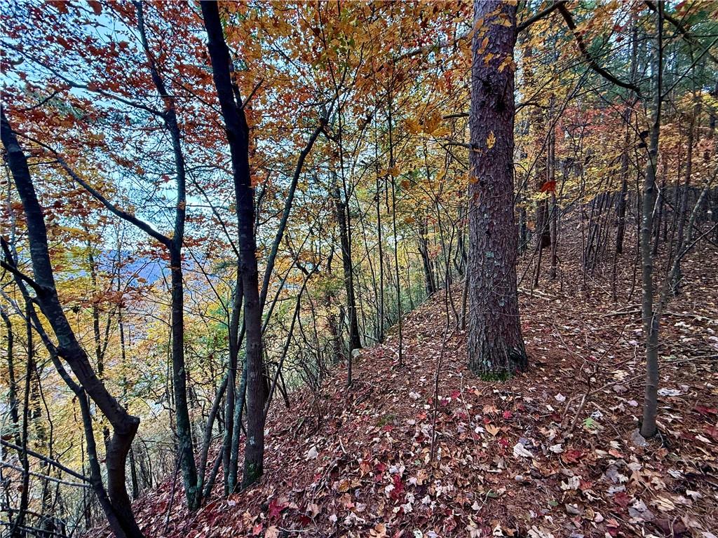 526 Fedorak Court Ranger, GA 30734 - Photo 4 of 11 a view of a forest with trees