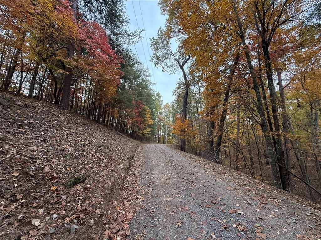 526 Fedorak Court Ranger, GA 30734 - Photo 7 of 11 a view of a forest filled with trees