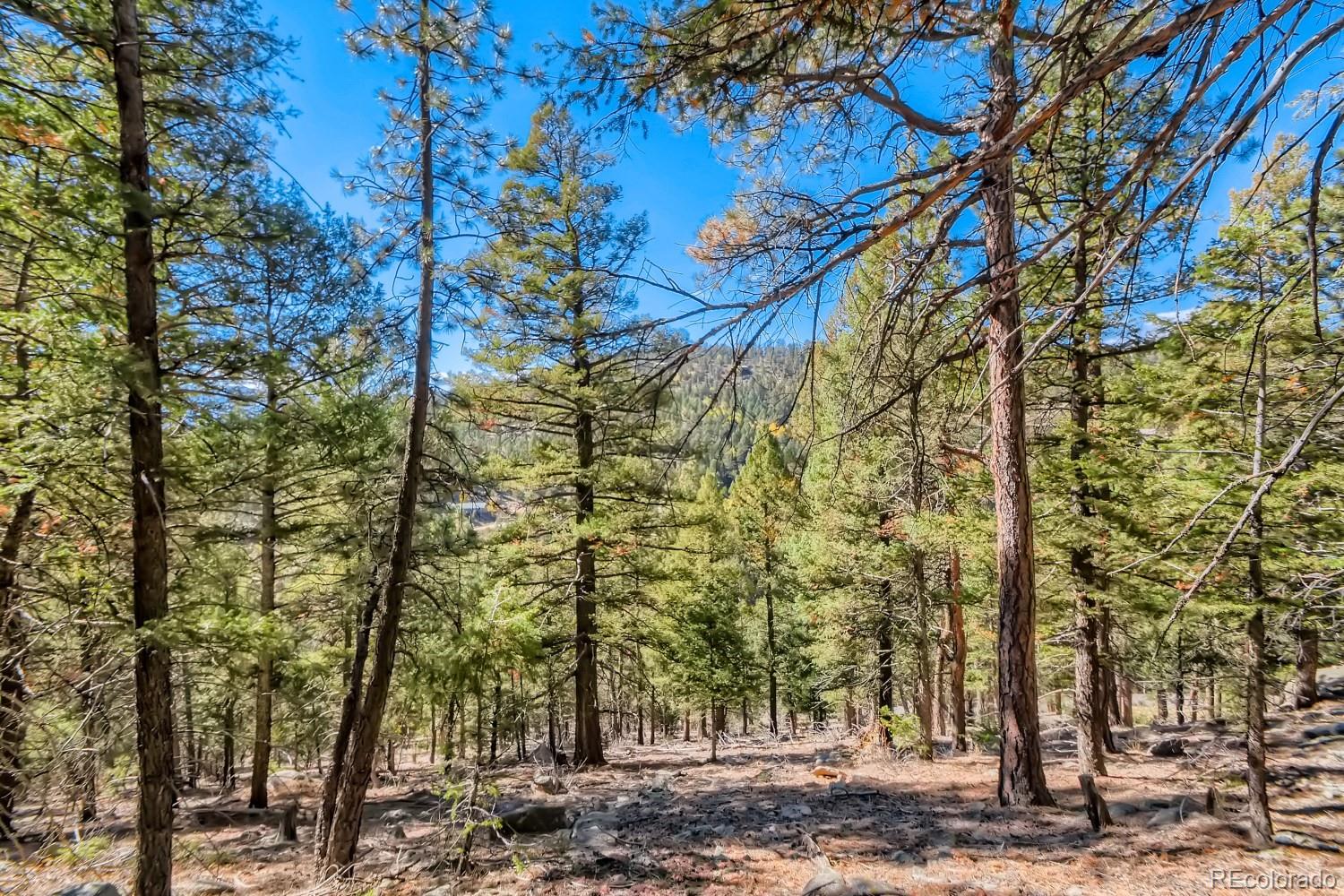 Elsie Road Conifer, CO 80433 - Photo 11 of 28 a view of a tree with a yard