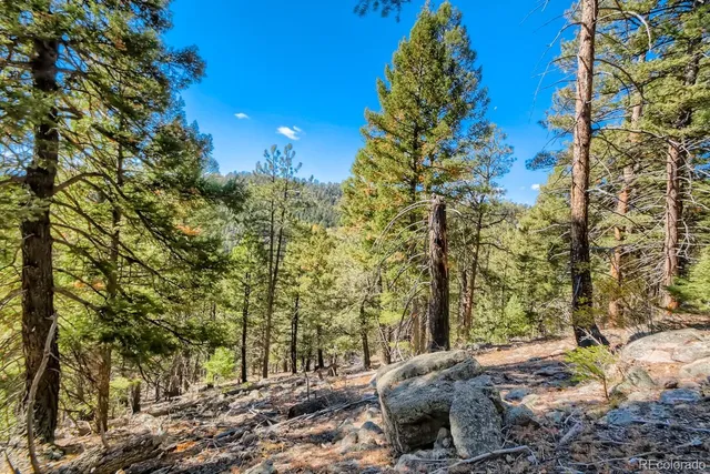 a view of a forest filled with trees