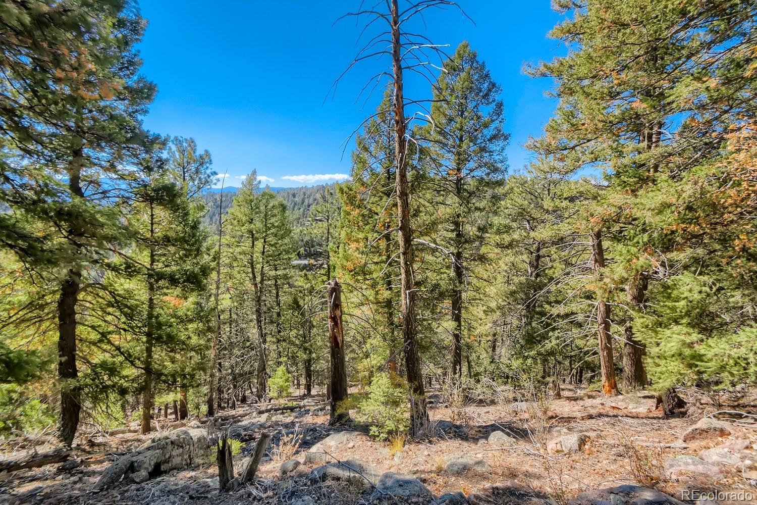 Elsie Road Conifer, CO 80433 - Photo 15 of 28 a view of a forest filled with trees