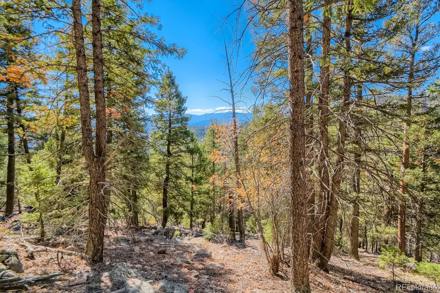 Elsie Road Conifer, CO 80433 - Photo 16 of 28 a view of a yard with plants and trees