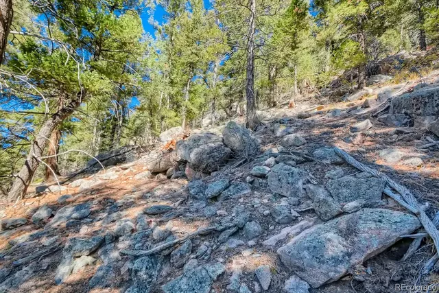 a view of a tree in a field