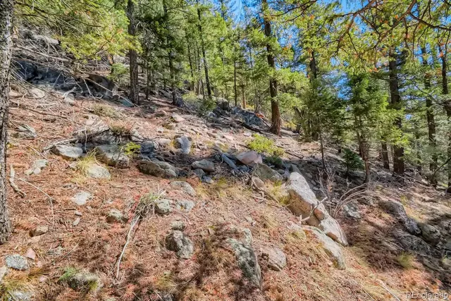 a view of a yard with plants and trees