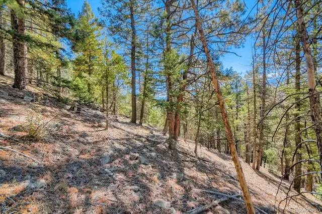 a view of a yard with plants and trees