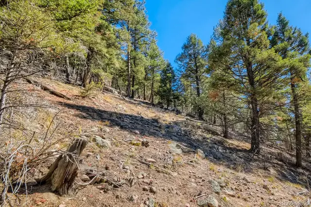 a view of a yard with plants and trees