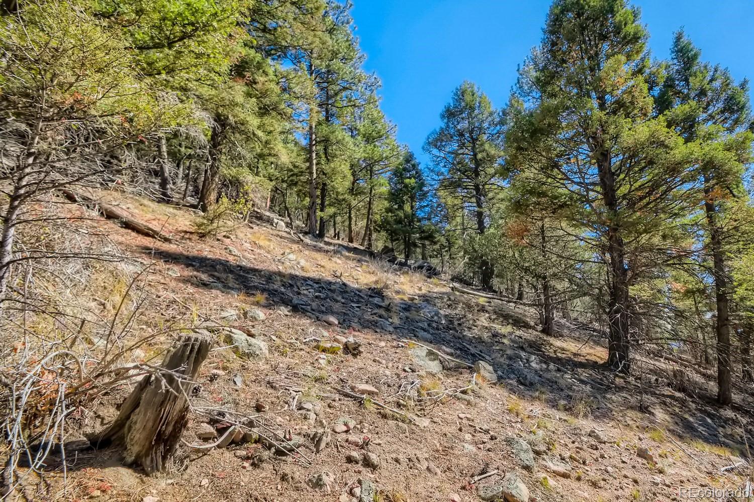 Elsie Road Conifer, CO 80433 - Photo 24 of 28 a view of a yard with plants and trees