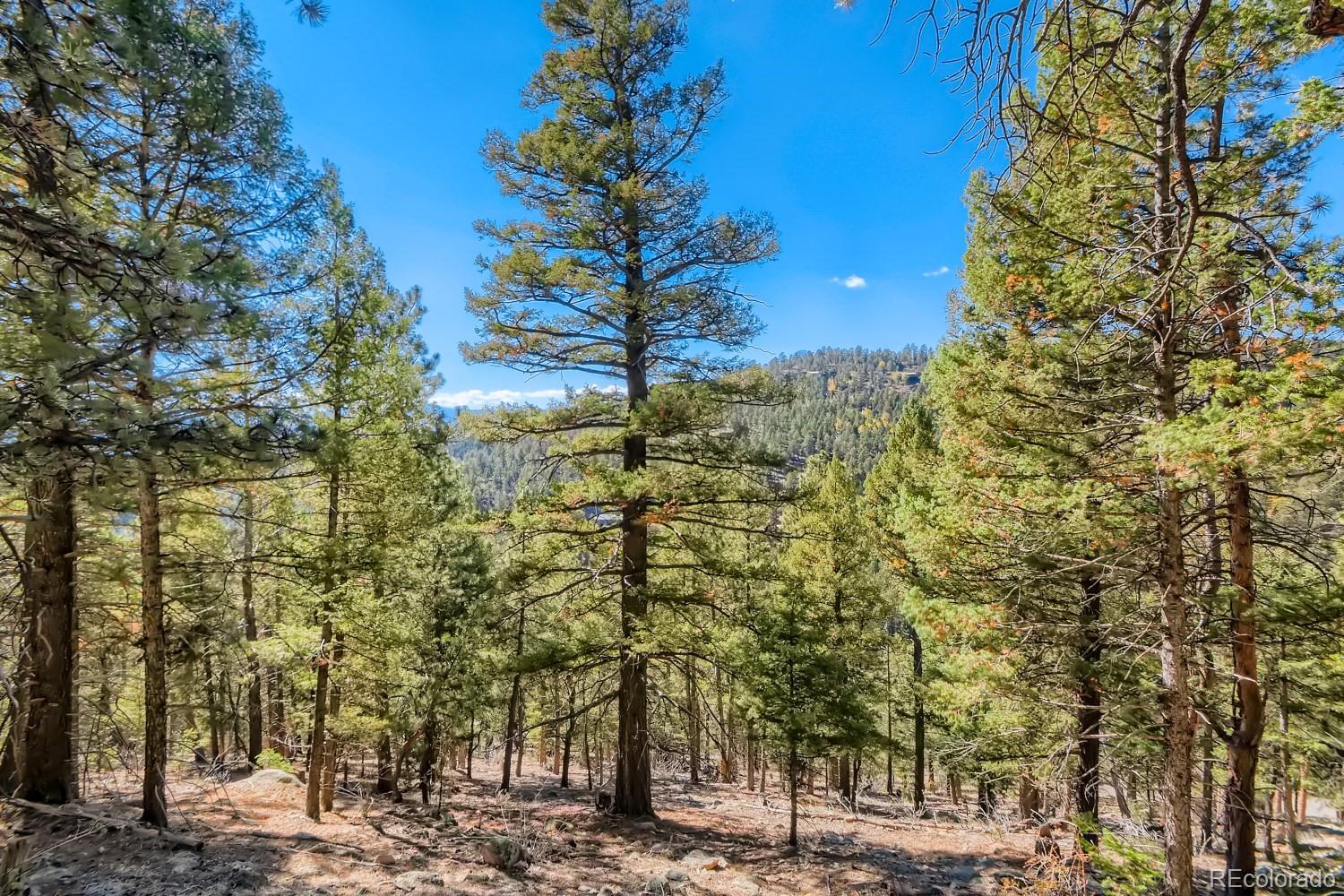 Elsie Road Conifer, CO 80433 - Photo 3 of 28 a view of a yard with plants and trees