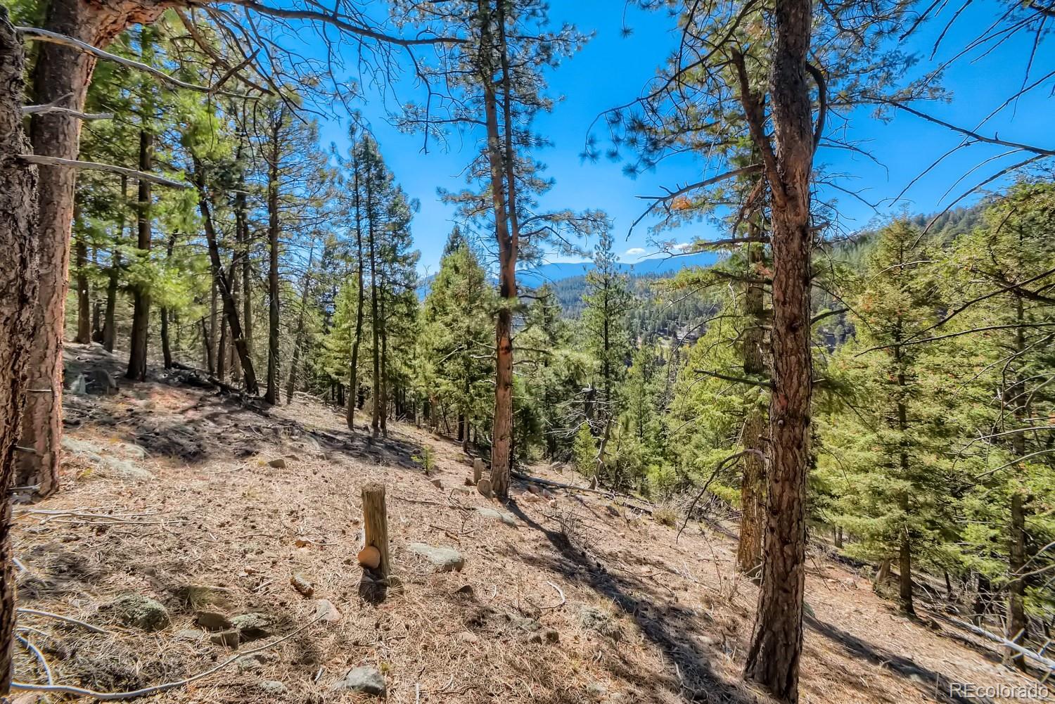 Elsie Road Conifer, CO 80433 - Photo 8 of 28 a view of a yard with plants and trees