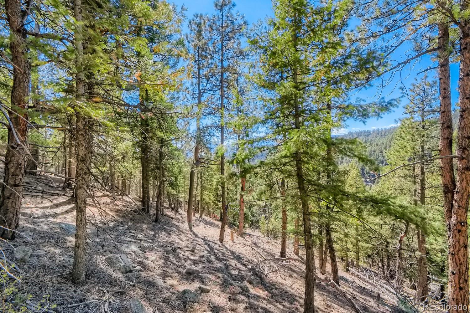 Elsie Road Conifer, CO 80433 - Photo 9 of 28 a backyard of a house with lots of trees
