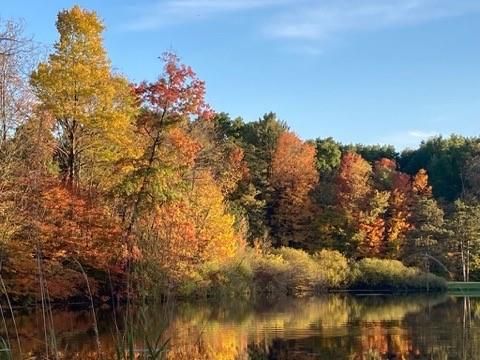 a backyard of a house with lots of green space