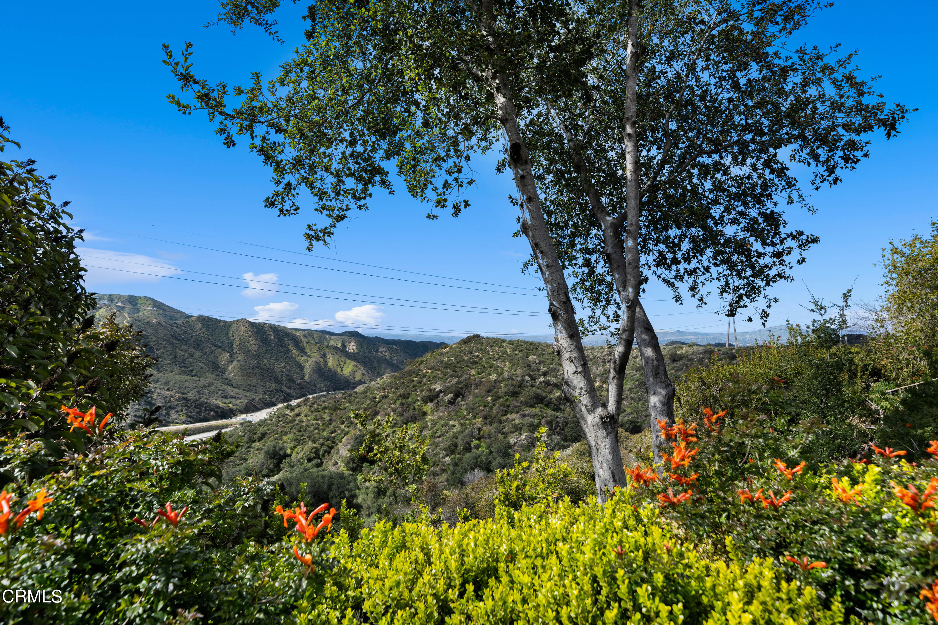 7024 Charrick Place Tujunga, CA 91042 - Photo 38 of 45 a view of a tree with a yard