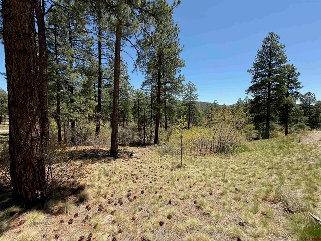 a backyard of a house with large trees