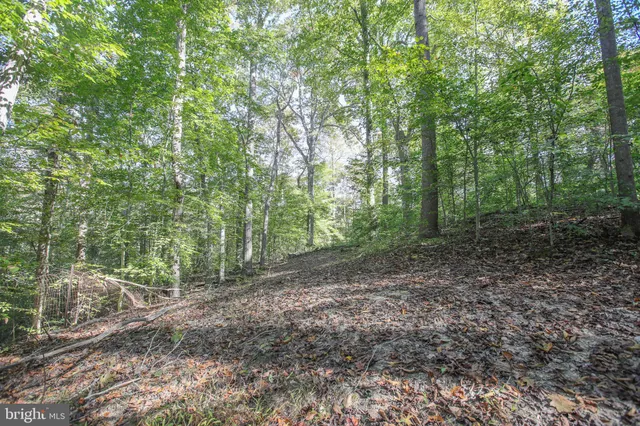 a view of a forest with trees in the background