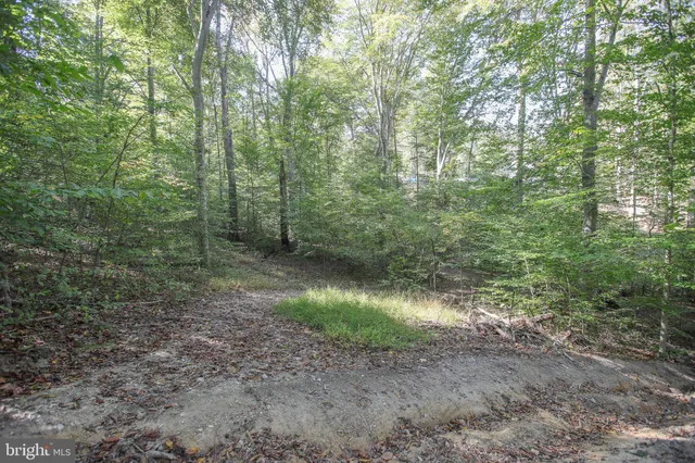 a view of a forest with trees in the background