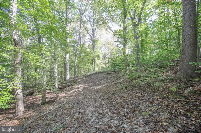 a view of a forest with trees in the background