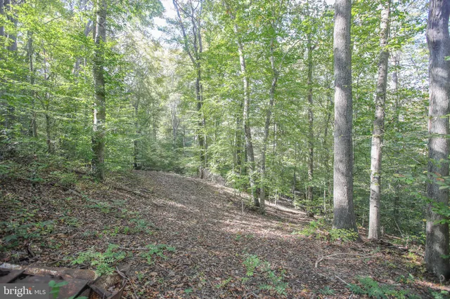 a view of a forest that has large trees