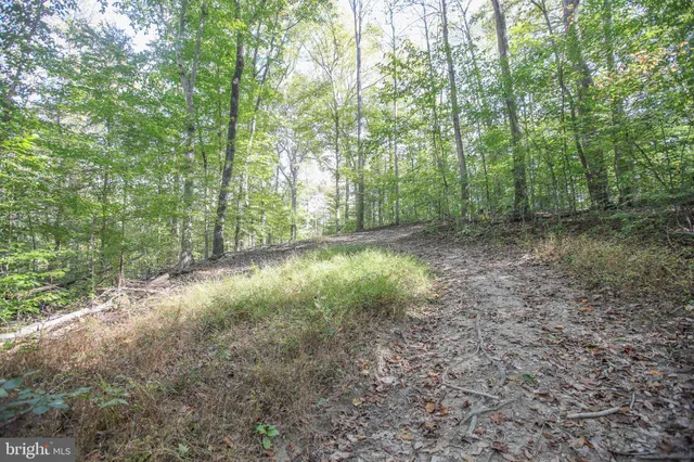 a view of a forest with trees in the background