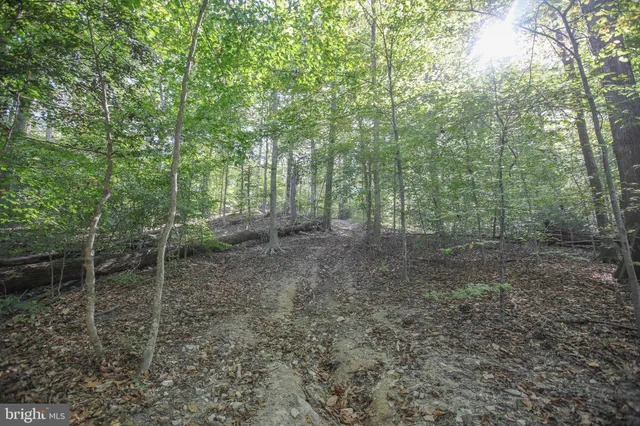 a view of a forest filled with trees