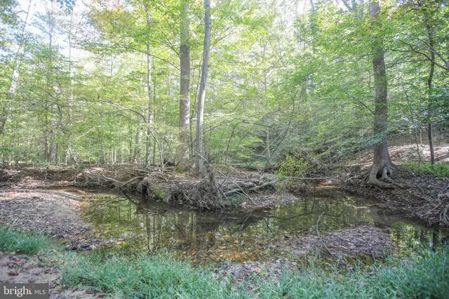 a view of a forest with trees