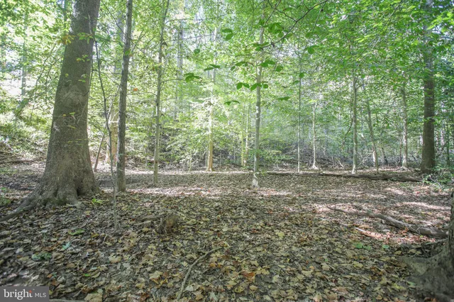 a view of a forest with trees