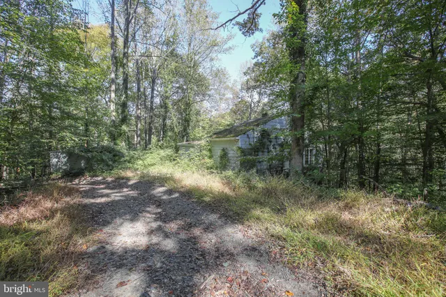 a view of a forest with trees in the background