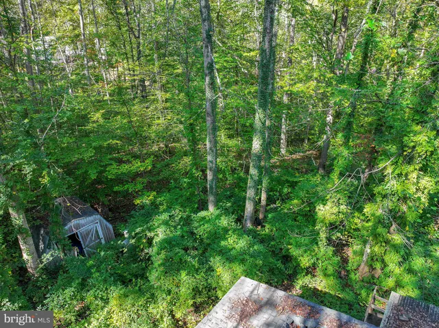 a view of a lush green forest