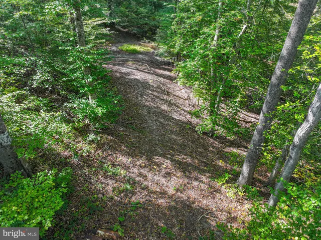 a view of a yard with plants and a large tree
