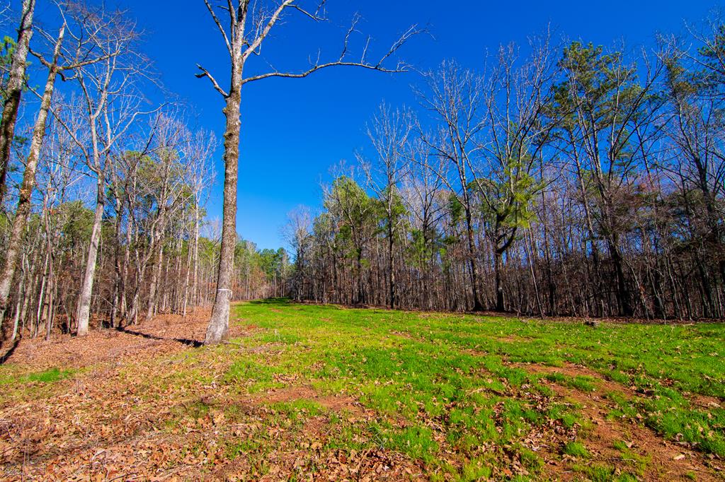 1 A Milner Road Shiloh, GA 31826 - Photo 17 of 39 Gallery Image 17