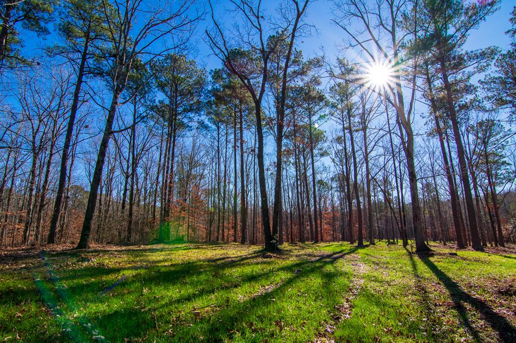 1 A Milner Road Shiloh, GA 31826 - Photo 19 of 39 Gallery Image 19