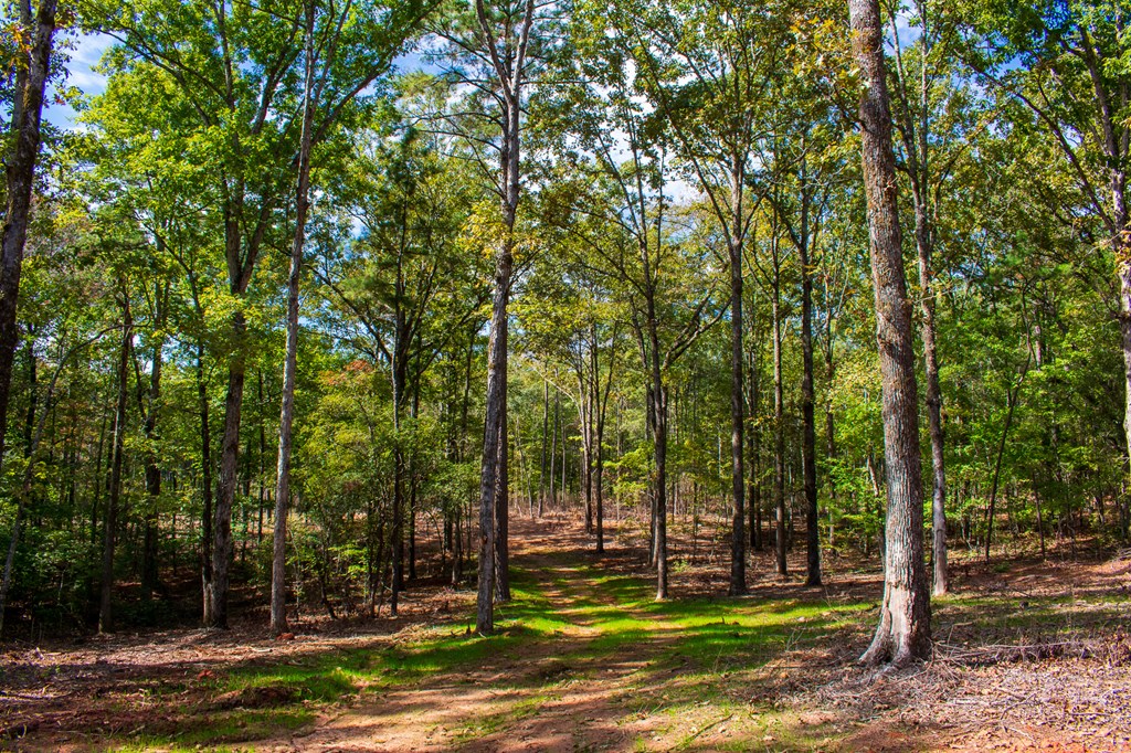 1 A Milner Road Shiloh, GA 31826 - Photo 23 of 39 Gallery Image 23