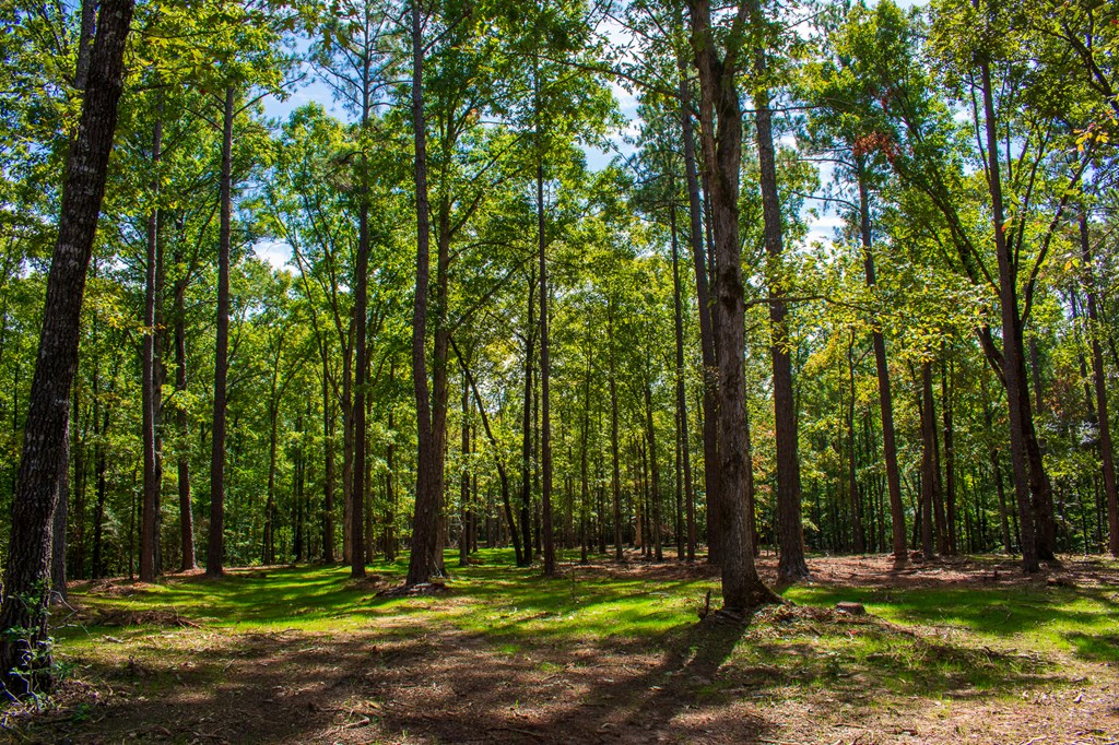 1 A Milner Road Shiloh, GA 31826 - Photo 26 of 39 Gallery Image 26