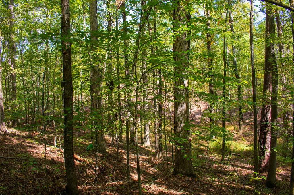 1 A Milner Road Shiloh, GA 31826 - Photo 29 of 39 Gallery Image 29