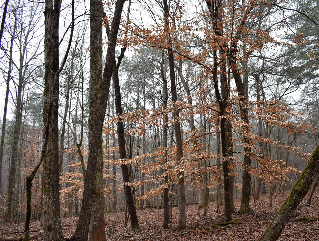 1 A Milner Road Shiloh, GA 31826 - Photo 38 of 39 Gallery Image 38