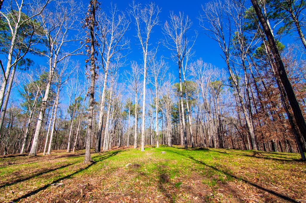 1 A Milner Road Shiloh, GA 31826 - Photo 6 of 39 Gallery Image 6
